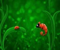pic for Ladybug   Chameleon 480x400